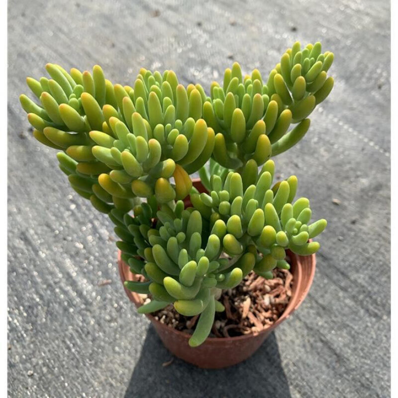 基地包邮直发 木质化群生老桩多肉植物四季好养易繁殖 盆径8cm八千代