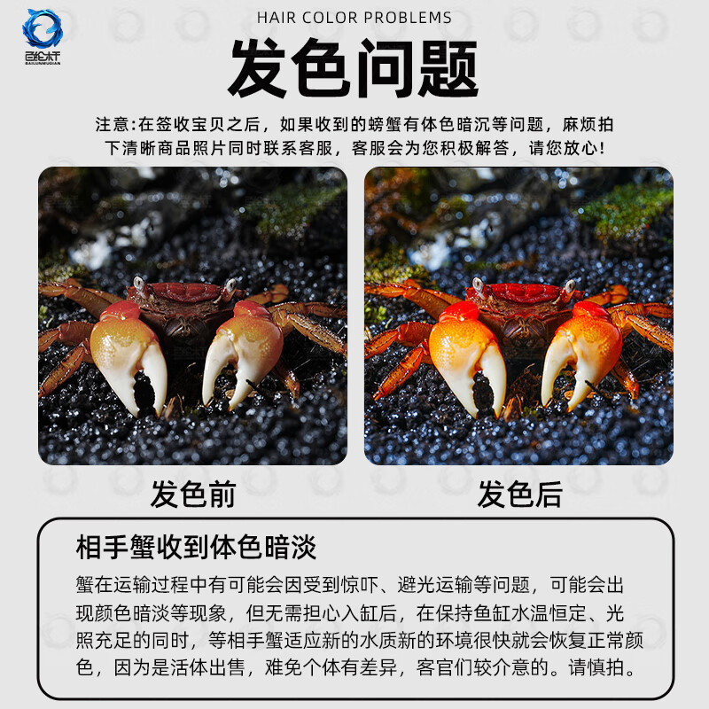 百纶木千红鳌相手蟹招财蟹活体宠物螃蟹淡水深水观赏蟹鱼缸除藻将军相守蟹 2.5-3cm背甲相手蟹6只送饲料