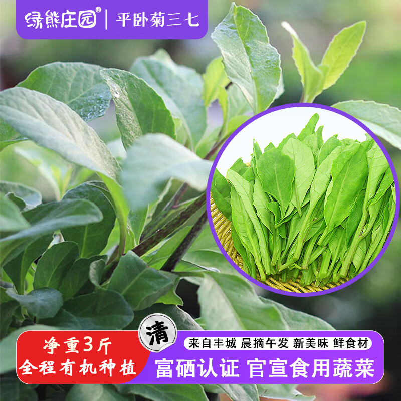 绿熊庄园富硒平卧菊三七菜有机转换新鲜绿叶野菜明月草长寿养心菜药食同源 净重1500g【鲜嫩沙拉蔬菜】