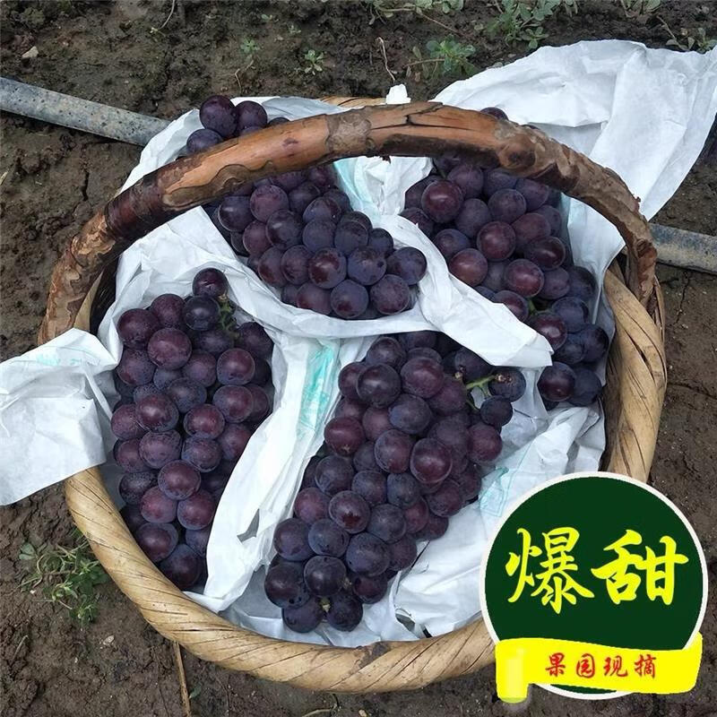 陕美农人正宗陕西特产八号葡萄现摘现发果园沪太8陕西新鲜水果当即葡萄 五斤中果(单颗粒6-8克) 京东物流-送货上门