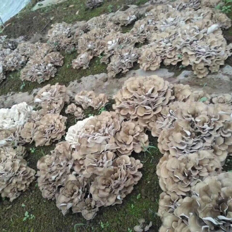 菌丝灰树花菌种土壤栽培四季种植菌种家种蘑菇专用菌种 灰树花菇菌丝