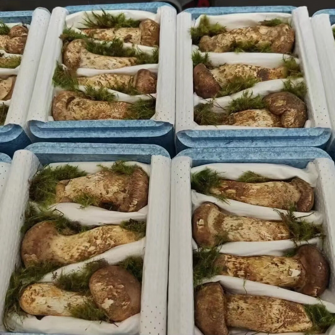 松茸长白山纯天然野生新鲜松茸菌菇礼盒装松茸2025爆款 天花板鲜松茸3