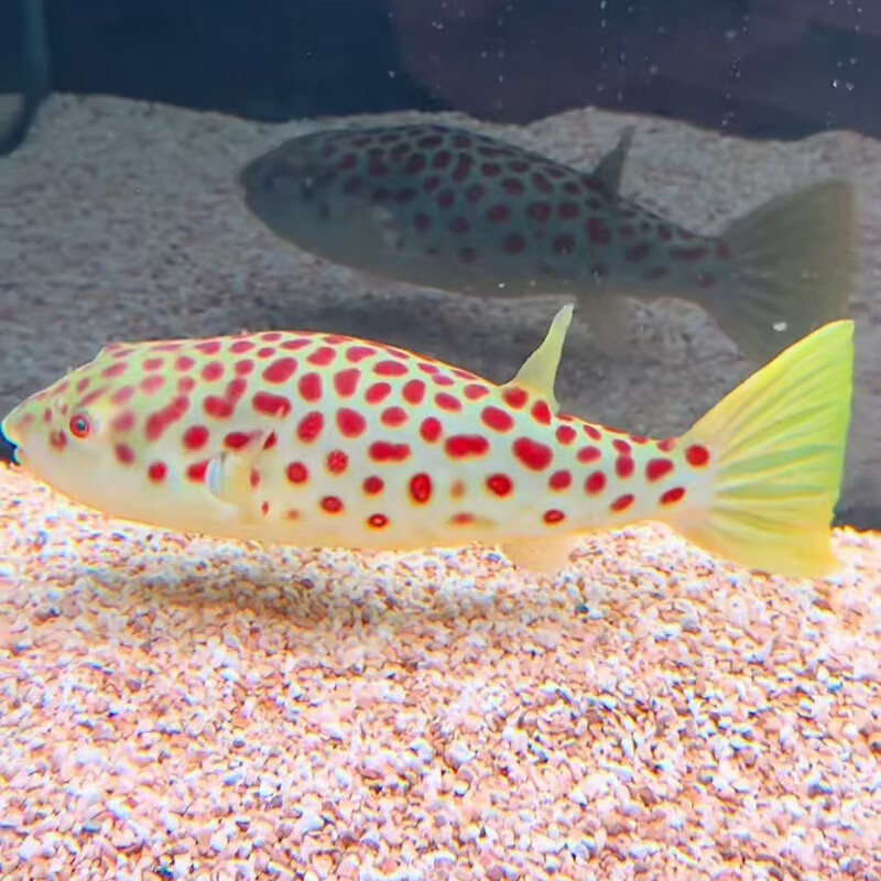 红圆点狗头 皇冠狗头 活体观赏鱼 网红气泡鱼 淡水河豚鱼中大型鱼 红