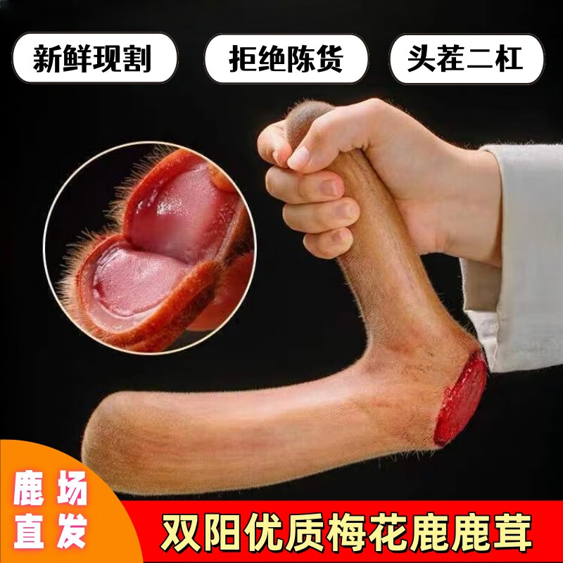 CLCEY双阳鹿场新鲜现割头茬二杠梅花鹿鹿茸整根鹿茸泡酒含血高货礼盒装 二杠整枝600g( 礼盒装可备注连刀切) 1支*1盒