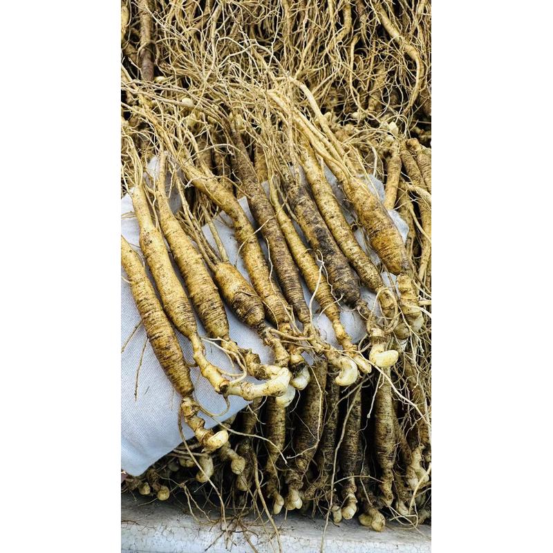 長(zhǎng)白山人參東北林下籽貨新鮮林下參長(zhǎng)白山人參移山參現(xiàn)挖新鮮人參帶土鮮人參 10年精品鮮林下參3枝 0g