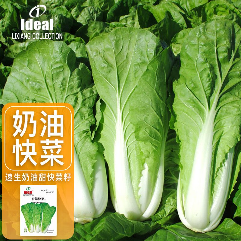 IDEAL理想农业 速生奶油快菜种子小白菜青菜种籽阳台种植四季蔬菜种子