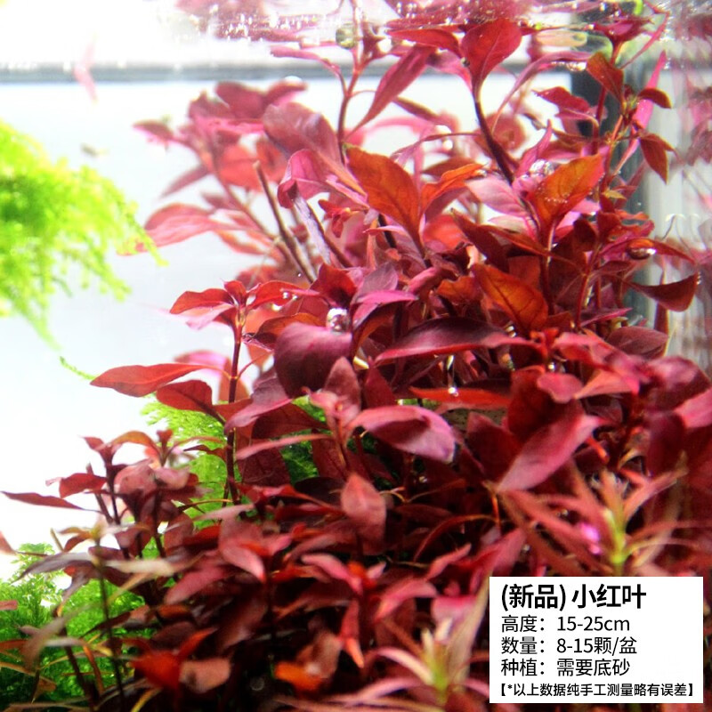 植物直接入缸竹节草蜈蚣草莫斯水草养鱼造景套餐矮珍珠 小红叶[后景]