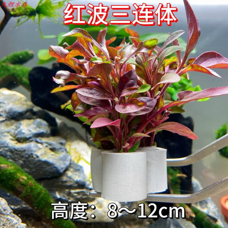 定植小水草懶人金魚草熱帶魚缸造景裝飾花草新手入門水景套餐綠菊 紅波總高約8cm