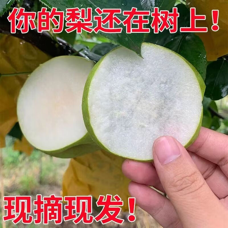 沣御园安徽砀山皇冠酥梨爆甜脆梨子 薄皮黄酥梨应季水果 带箱5斤装-净重约4.5斤 大果单果约200g+