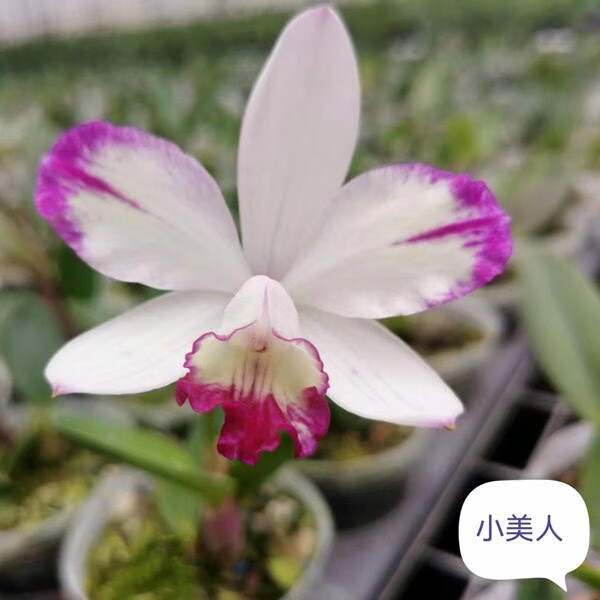 绿缘兰花 迷你卡特兰紫色小美人