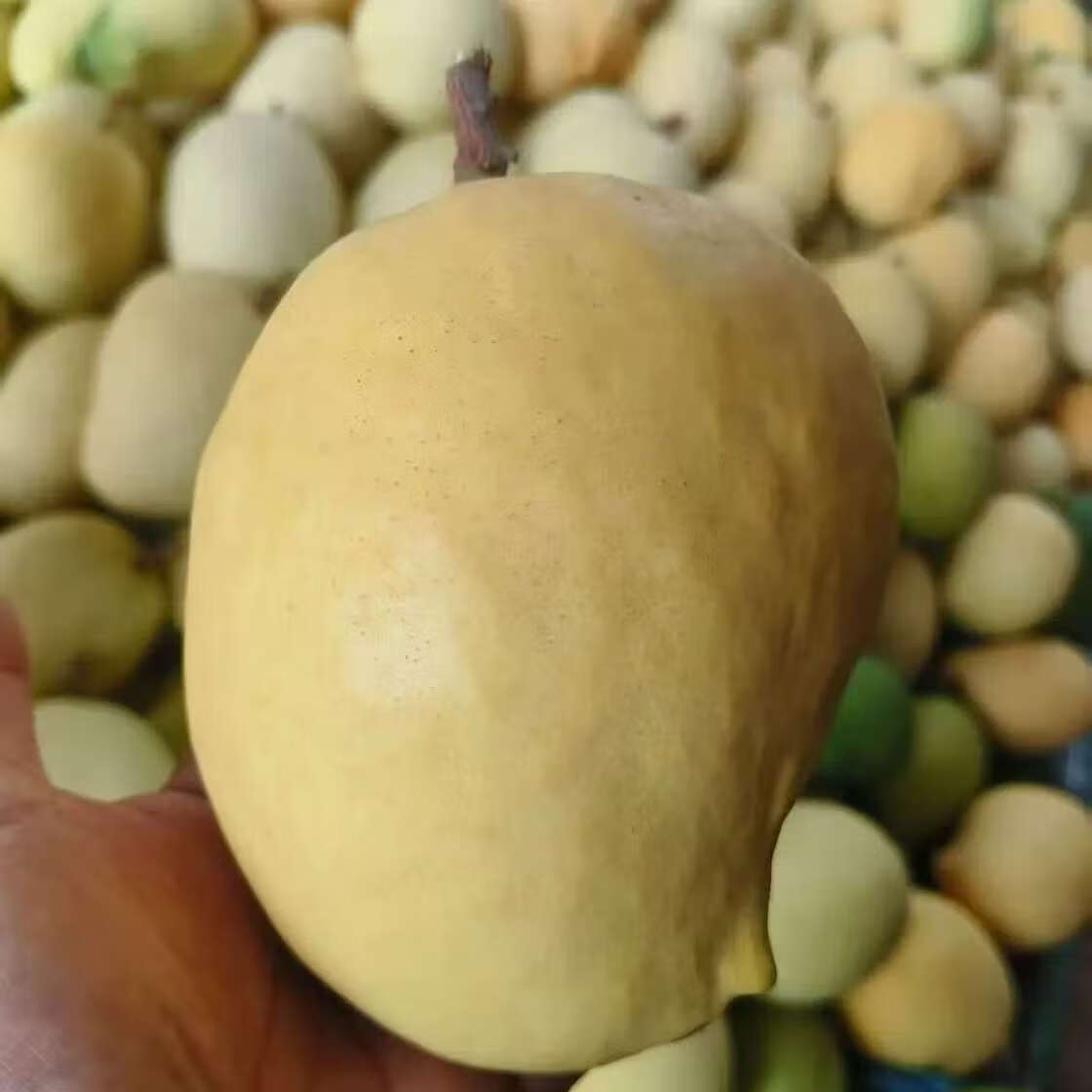 圣德龙钻石芒果热带水果光滑无丝新鲜水果圣德隆 1500克特大果单果300克以上 京东折扣/优惠券