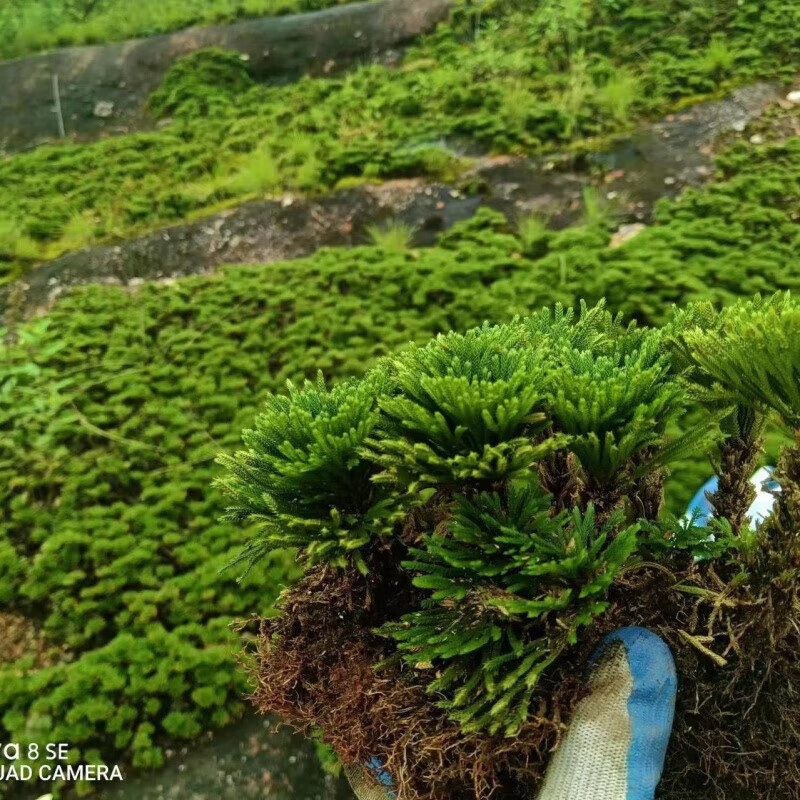 鲜活卷柏绿植盆栽九死还魂草室内四季常青盆景小叶懒人植物 一窝7-8苗   (带原土发货)