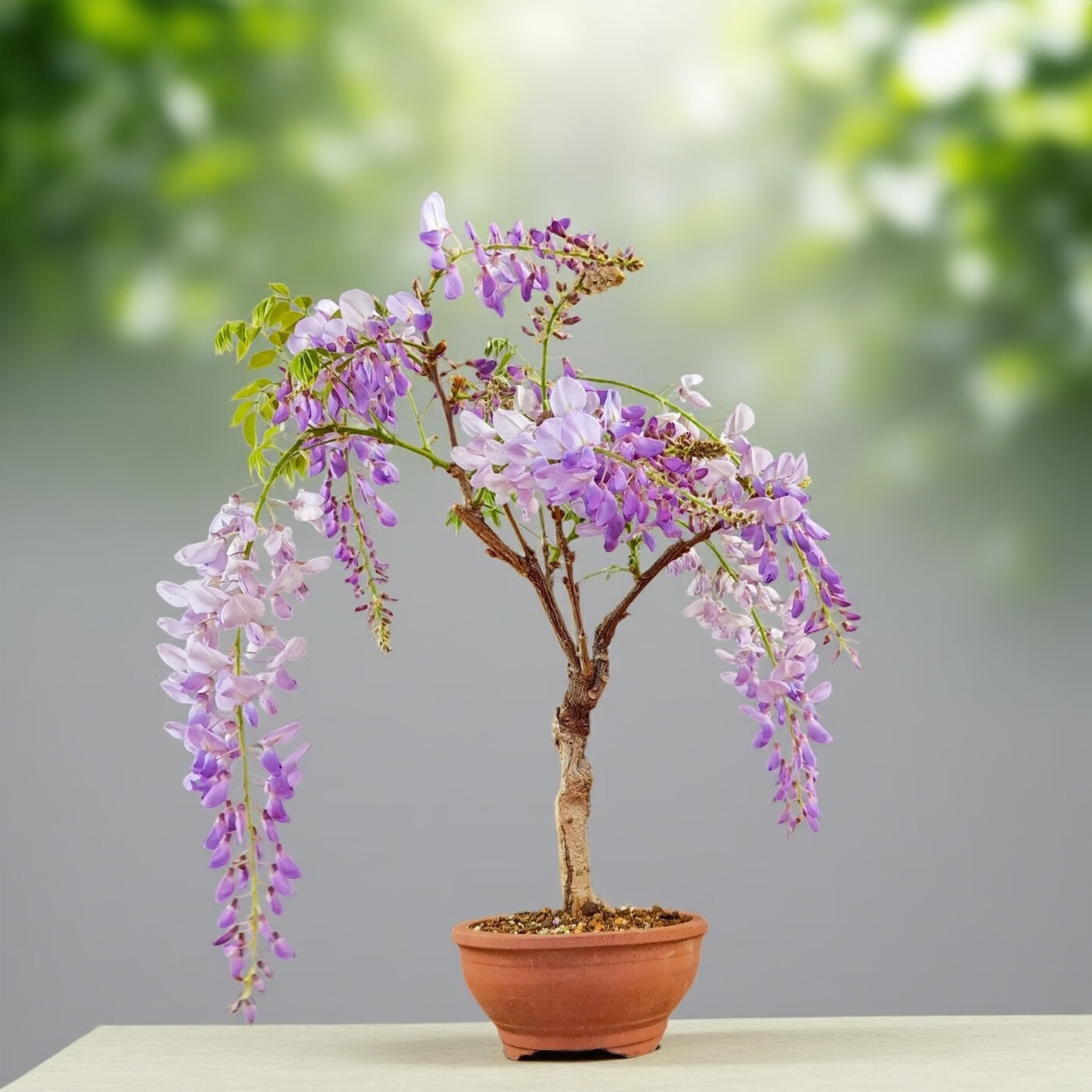 普罗旺斯紫藤长穗4年苗