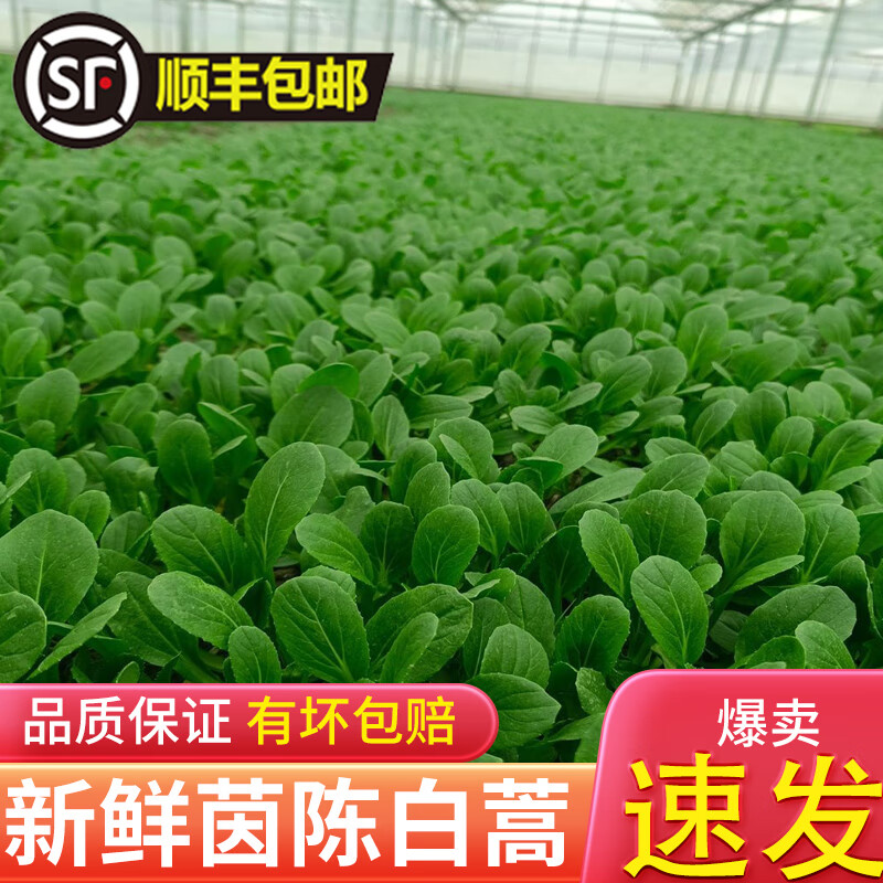 顺丰新鲜鸡毛菜现摘小松菜柔嫩清甜小油菜农家时令蔬菜小青菜 2斤