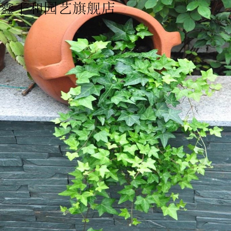 常春藤盆栽植物室内大叶金边常春藤垂吊攀爬大盆栽藤蔓花 青叶常春藤