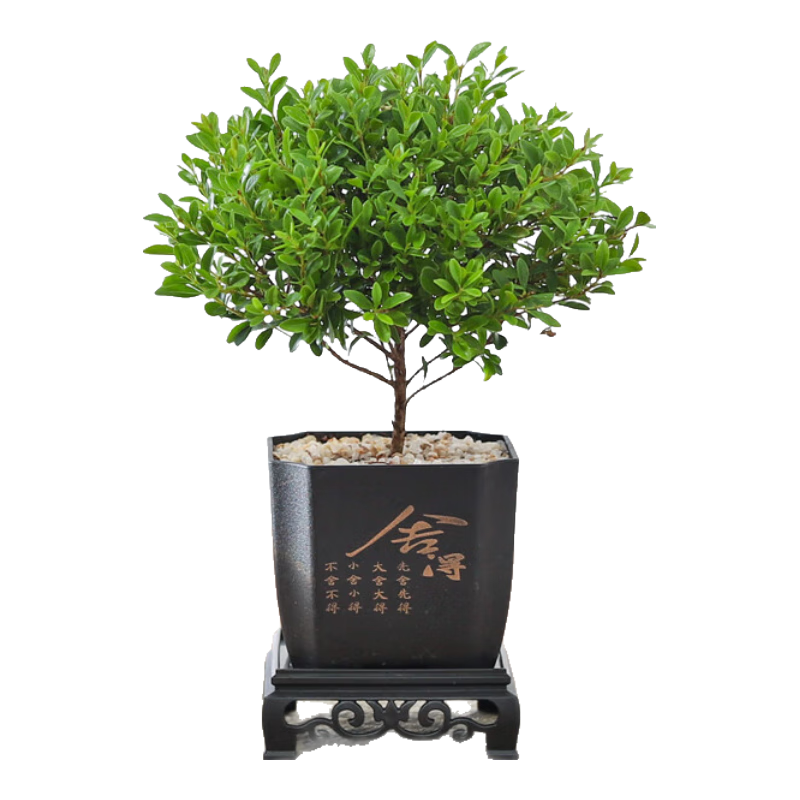 ��ѿСҶ����������������������������ֲ���������ļ������辰ֲ�� СҶ���-�����-�����ܰ� �����Ժ�