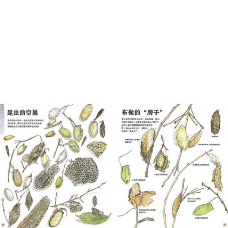 [正版图书] 我的收藏:寻找大自然的宝藏 [日]盛口满 北京联合出版公司