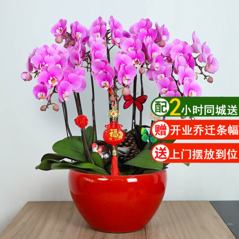 仙植緣【2小時(shí)同城配送】蝴蝶蘭真花蘭花盆栽帶花苞花劍開業(yè)喬遷送禮 粉蝴蝶蘭【紅瓷盆】 8支