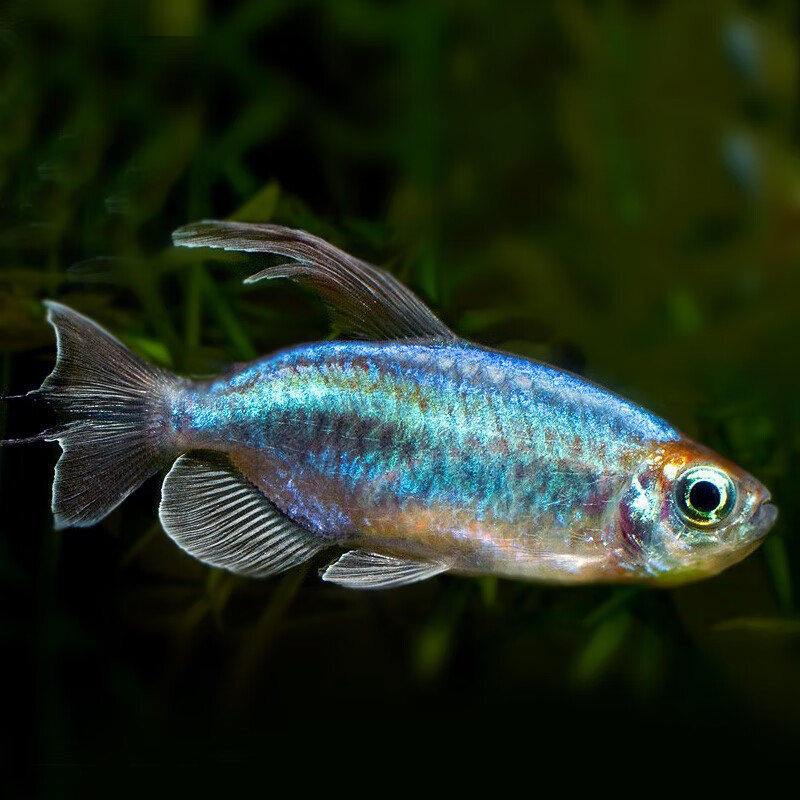 灯鱼草缸一眉道人苹果美人鱼鸽子美人鱼石美人鱼刚果美人鱼合集 4-5cm