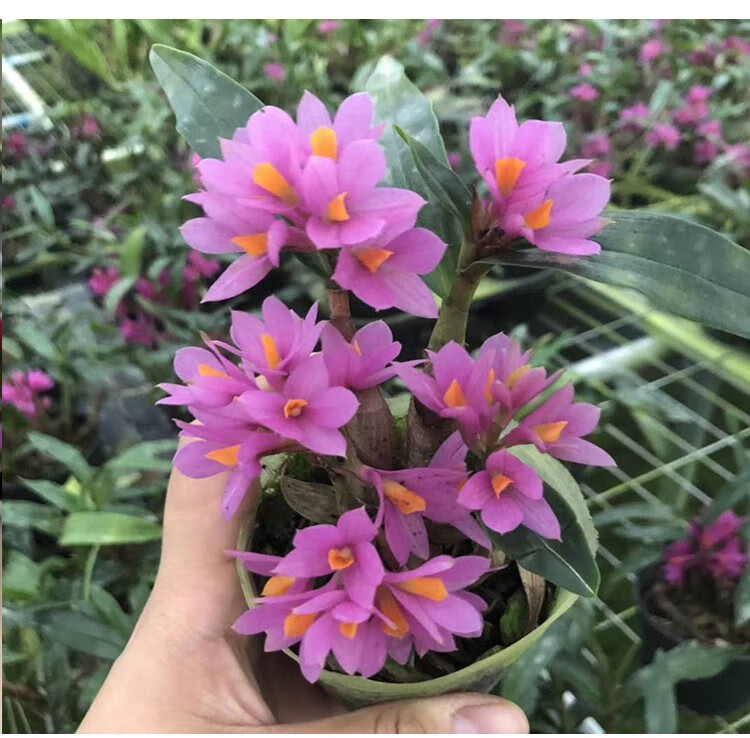 带花苞水莲石斛苗原土原盆发货姬美石斛兰红莲石斛室内绿植盆栽 水莲