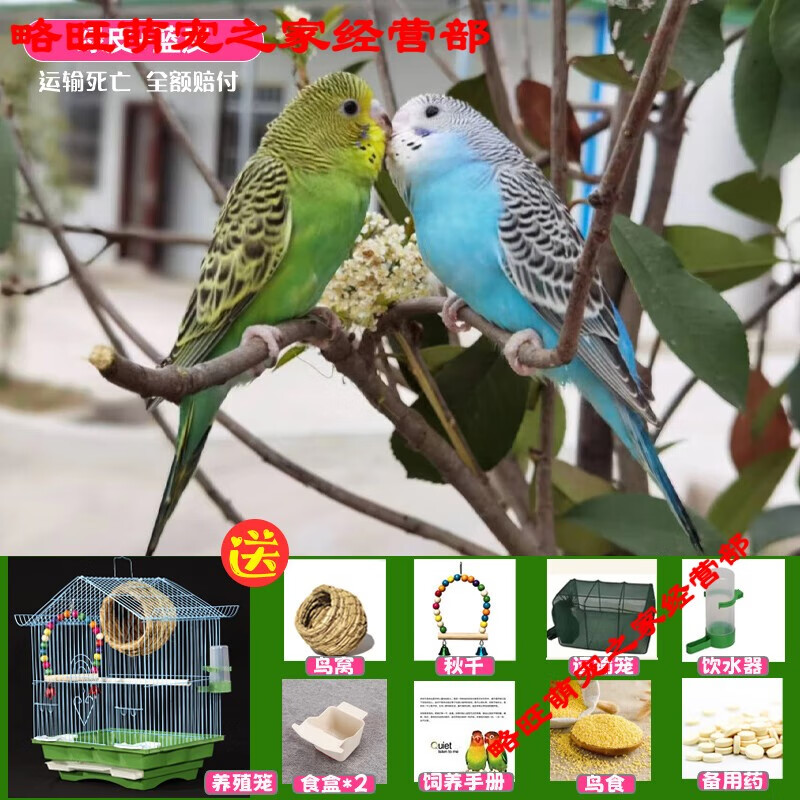 鹦鹉活鸟包活云斑鹦鹉中小型会说话手养虎皮鹦鹉活物家养宠物小鸟 篮虎皮+绿虎皮+豪华鸟笼+鸟窝+秋