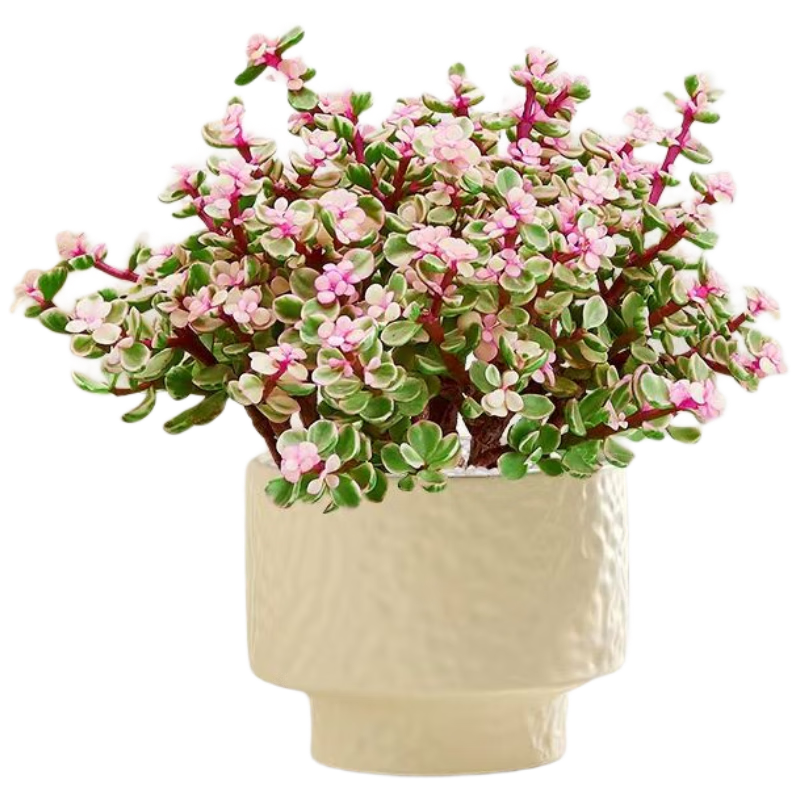 ���ڲ�������������֮�����ֲ�ﻨ��ϲ�� ��֦����֮��+��ɫ��ܽ�մ���Դͷֱ�� 22.8Ԫ