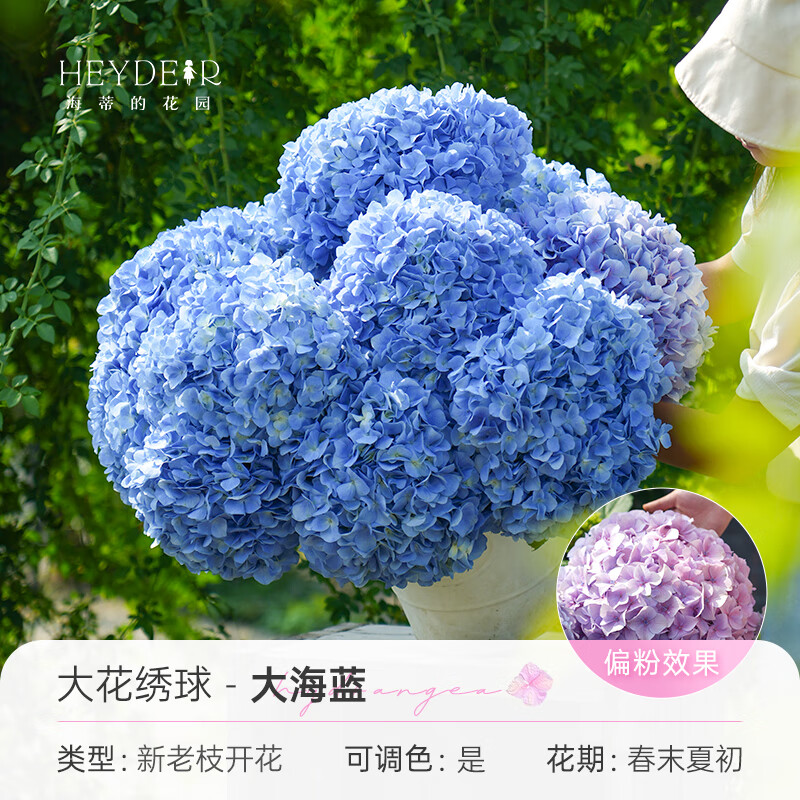 无尽夏花手鞠绣球阳台庭院花卉盆栽植物源头直发花卉小苗 大海蓝15cm