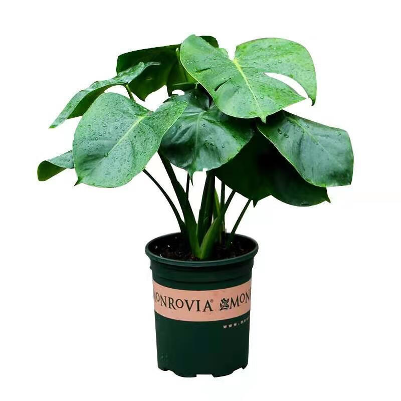 ouoety金钻带土观叶红新房龟背竹水养土养花卉植物盆栽室内绿植盆景