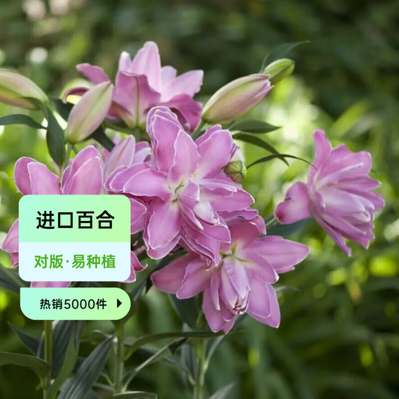虹越 2025進(jìn)口百合種球3球裝 盆栽地栽易養(yǎng)東方香水百合花卉裸球 重瓣東方百合 蓮花驚奇（14/16）