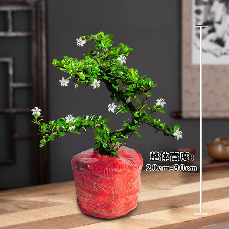 年宵花绿植福建茶老桩方形名贵花盆景豪华四季室内客厅办公桌面 灵蛇款福建茶---棵装(不带盆) 不带盆