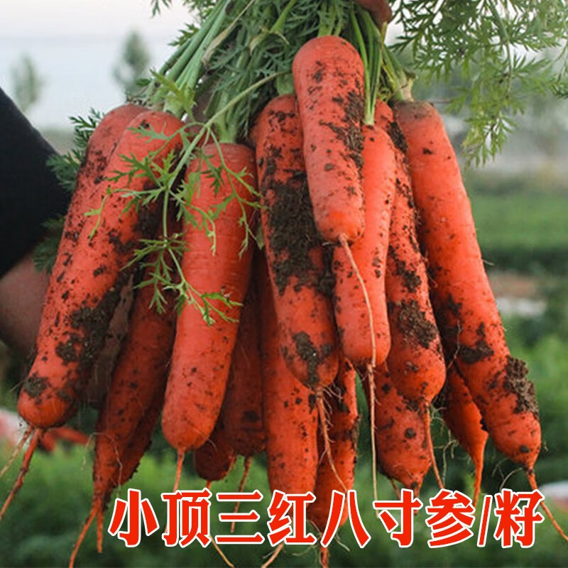 秋季家庭菜园老品种胡萝卜蔬菜籽小顶八寸参胡萝卜种子高产 小顶八寸