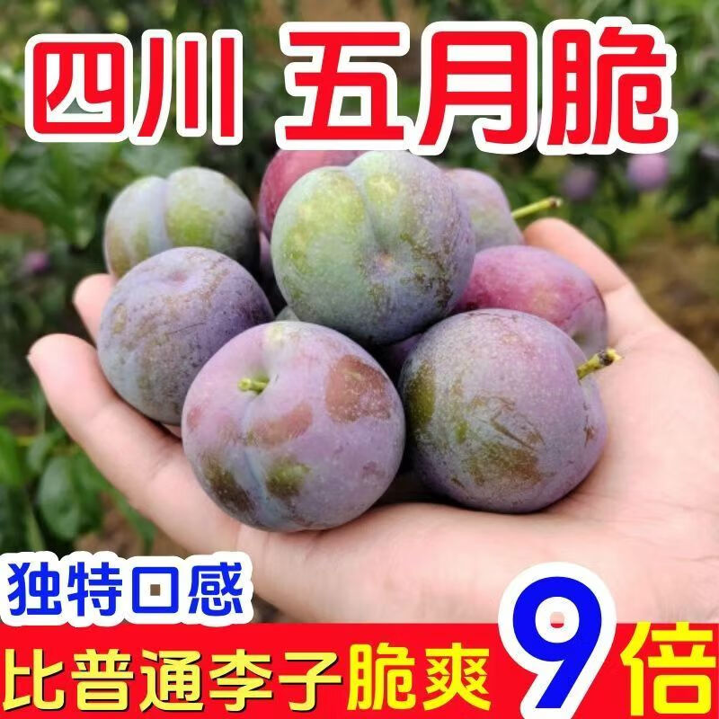 【頭茬-嘗鮮】正宗四川現(xiàn)摘頭茬五月脆 李子新鮮當(dāng)季整箱脆李子 5斤帶箱【凈重4.5】 精選裝 15g+