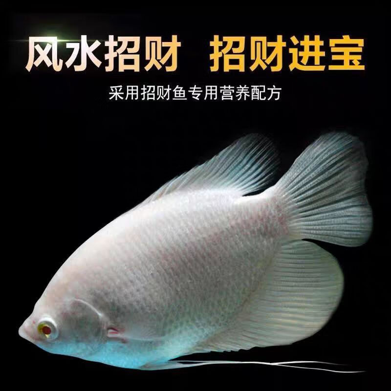 红眼战船招财鱼古代战船红尾古战船招财鱼热带观赏鱼发财鱼便宜 招财