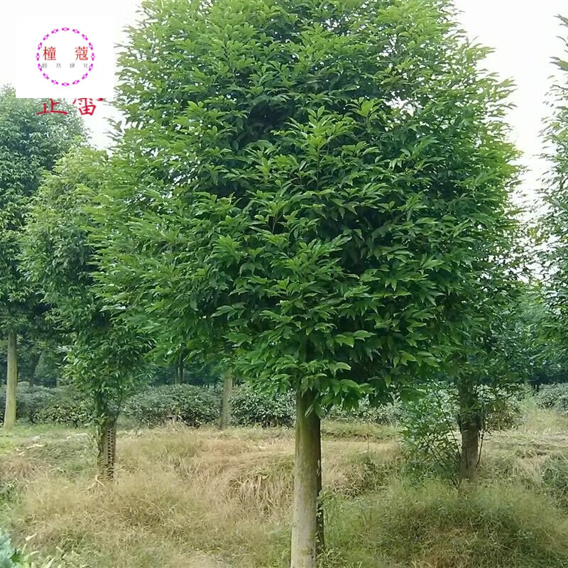 新采天竺桂种子 普陀樟种子 山肉桂 平安树种子 野桂花种子 半斤