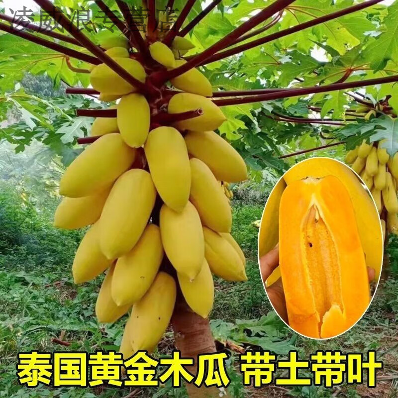 新品种泰国黄金木瓜苗矮化当年结果一年四季大青冰糖红心木瓜树苗