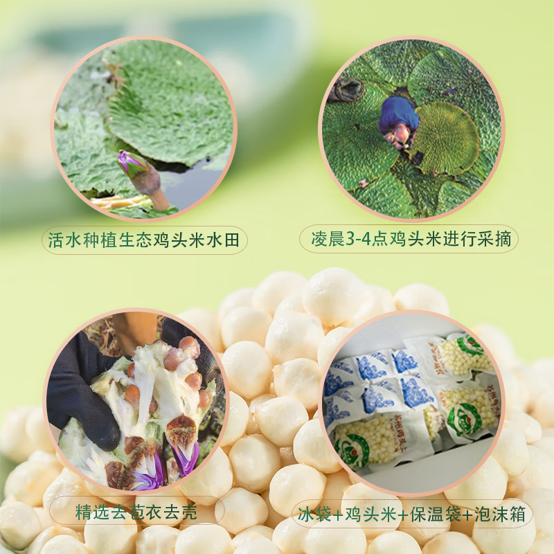 苏莲御品精品礼盒【国家地理标志】当季新鲜现采手剥鸡头米苏州原产地直发 大颗粒礼盒款3斤装 8MM