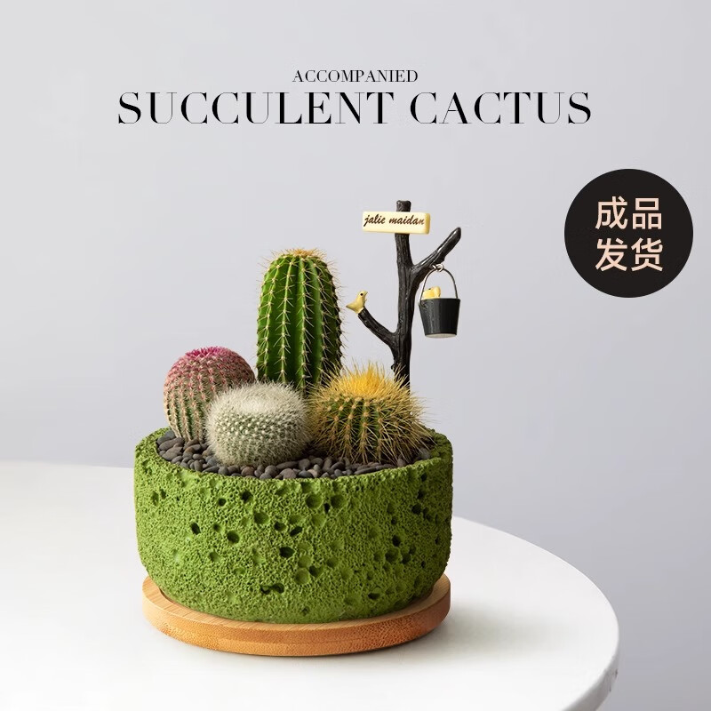 ������������϶���ֲ��С������칫��������ֲ���������������� �Ժó�Ʒ����Բʯ��+���С�A�ײͺ��ڼ� 74.9Ԫ