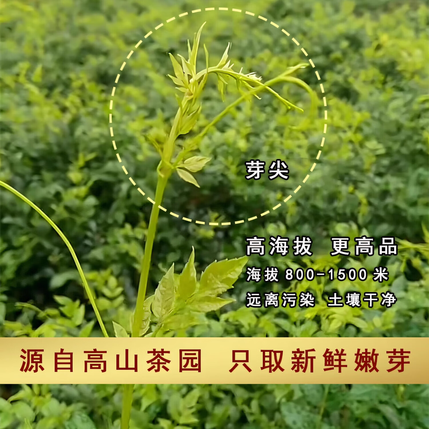 圣莓莓茶张家界特级高山芽尖茶龙须茶官方旗舰店梅茶安坪正宗土家藤茶 透明罐装100克一罐
