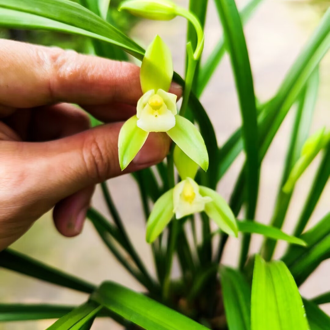 兰花 建兰 四季兰 荷瓣 素心 绿植花卉盆栽 花期有带花苞出售 建兰 荷瓣素心 2壮苗连体