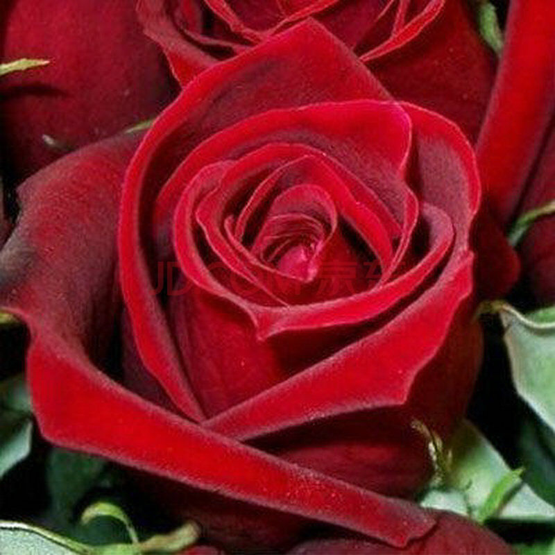 开花大花月季 花卉绿植室内盆栽植物 玫瑰花苗四季循环开花 红宝石