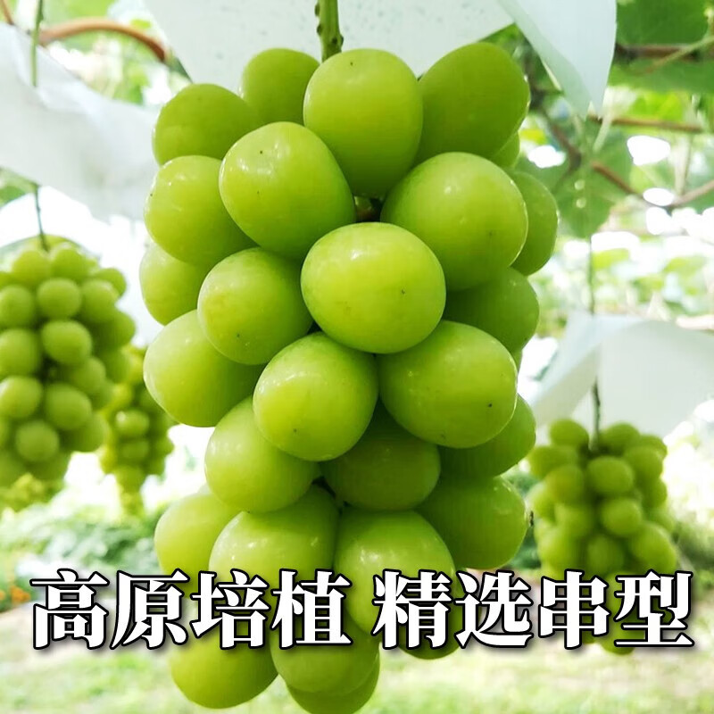 美月鲜晴王葡萄水果生鲜提子 礼盒装15-20g整串900g【冈山真晴王】