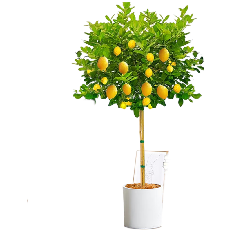 ��������ˮ������������ֲ�������ڿ���ֲ������ȩ��̨�ļ�����Դͷֱ��