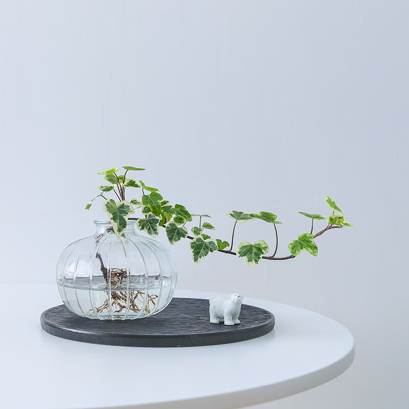 ϲȵ˵ѩӨ����������ˮ�໨��ֲ�����ڴ�������ֲ�������೤���� ѩӨ������-���Ϲϲ���ƿ ����