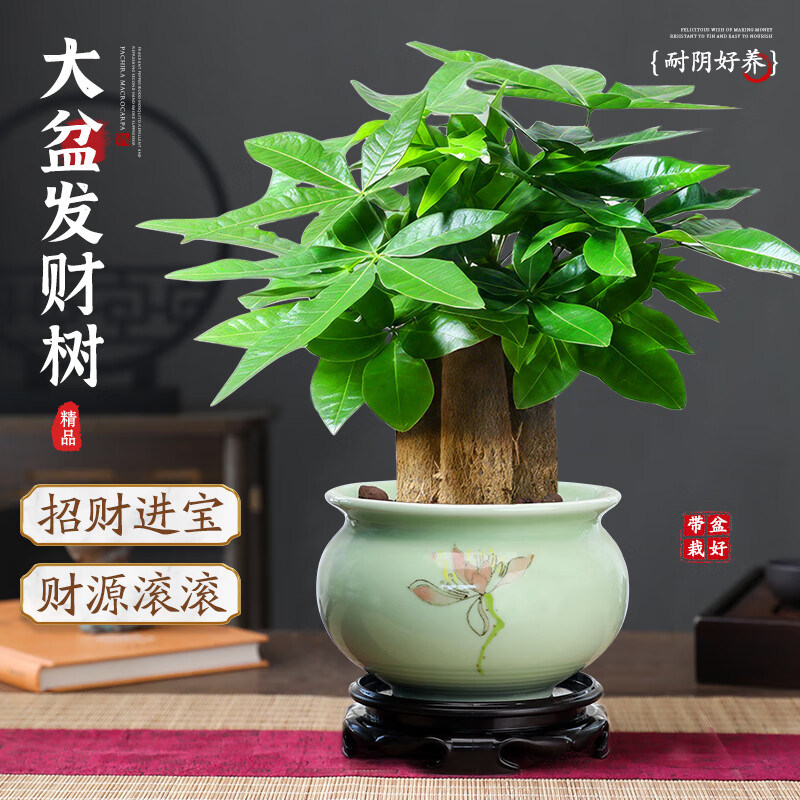 開(kāi)時(shí)果 大盆三桿發(fā)財樹(shù)盆栽旺宅綠植 室內招財開(kāi)業(yè)植物四季好養桌面盆景 【約30-40cm】精品A級發(fā)財樹(shù)+梅青618瓷盆
