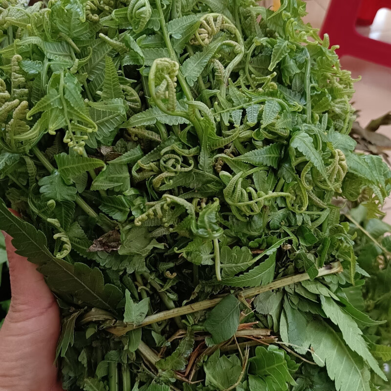 云南 金平  野生蕨蕨菜  龍爪菜 新鮮  泡沫箱加冰袋發(fā)貨 一斤