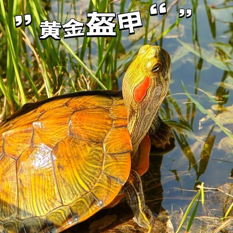巴西龟宠物乌龟活物巴西龟特大耐养不挑食深水可混养