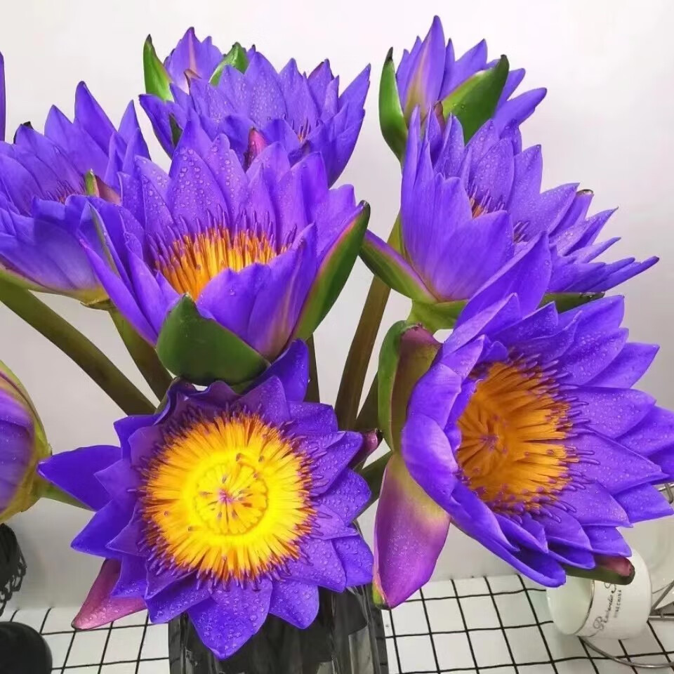 香槟色睡莲鲜花云南基地直发鲜切花莲花家用水培插花新鲜荷花花束