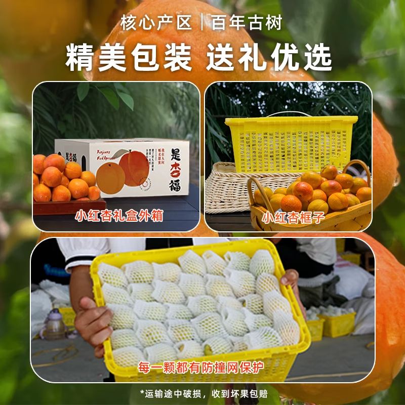 【顺丰空运】正宗新疆小红杏阿克苏吊杆杏现摘新鲜甜杏子整箱 【实惠装】小红杏4斤