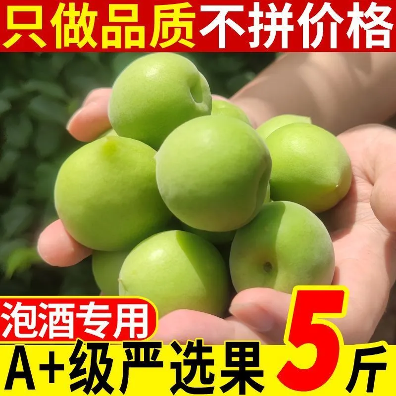 舌尖乡甜新鲜青梅鲜果 现摘高山福建酸脆梅子应季时令水果整箱酵素 可泡酒 净重5斤新鲜青梅中大果【可泡酒】