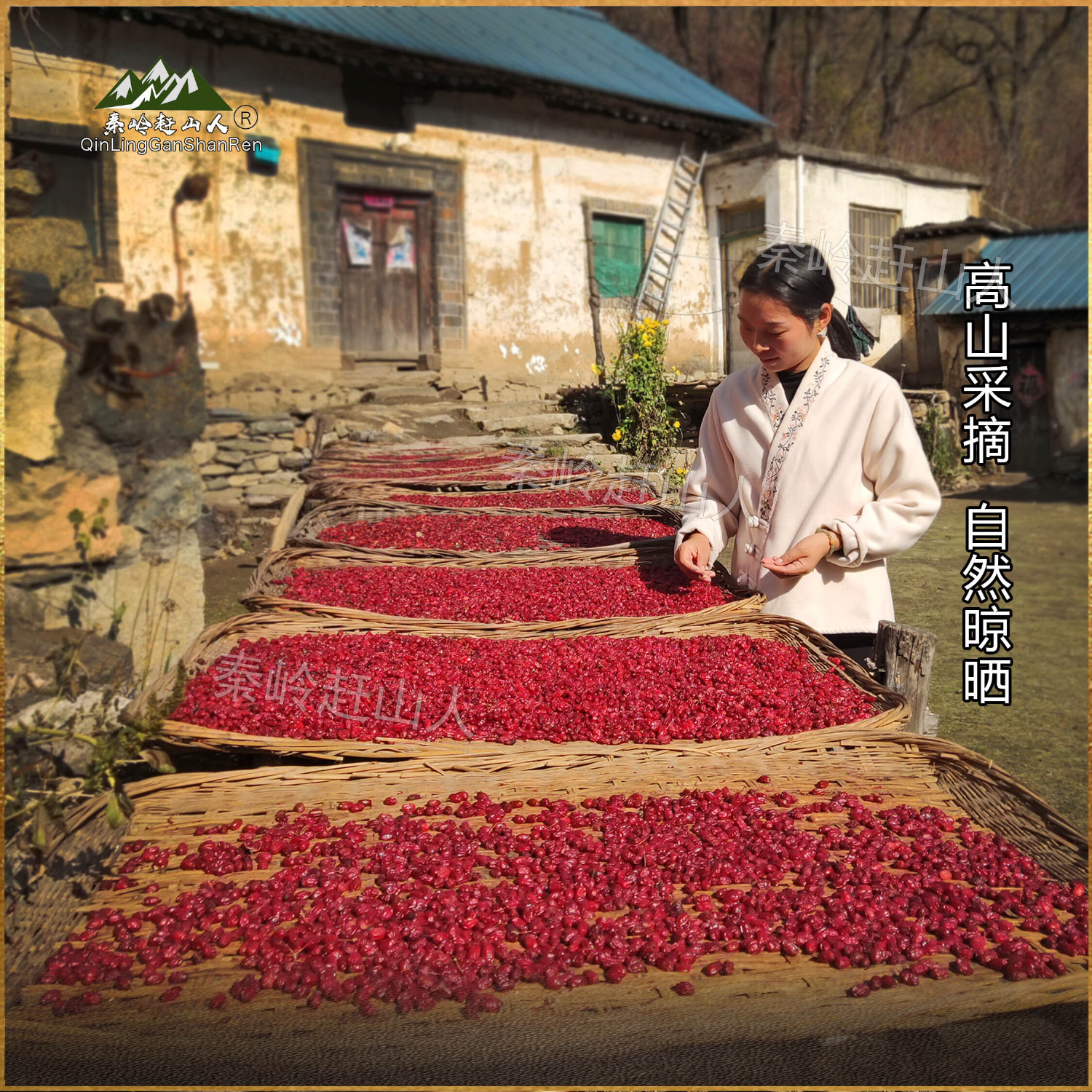 秦岭赶山人高品山茱萸肉熬夜养生茶野摘传统去核地道西峡直发泡水煮茶泡酒 头货山茱萸250g/罐+熟地黄500g/罐